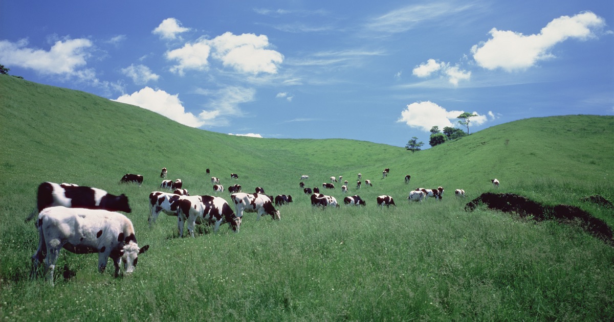 雪印メグミルクが4月7日より牛乳・乳飲料の賞味期限延長